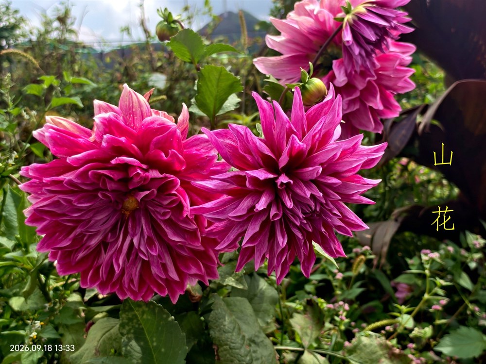 20 山花.jpg
