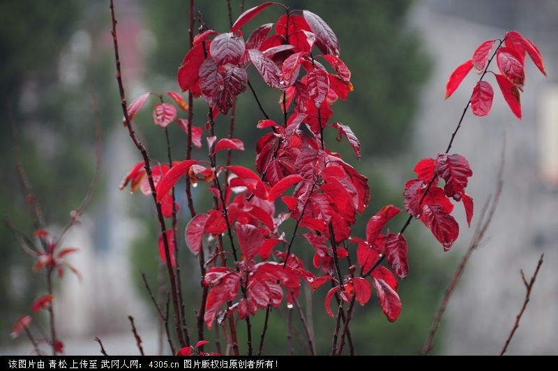霜叶红于二月花