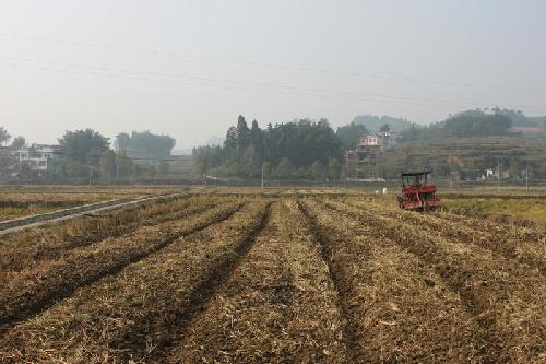 大甸乡冬季农业实现连片机械化播种