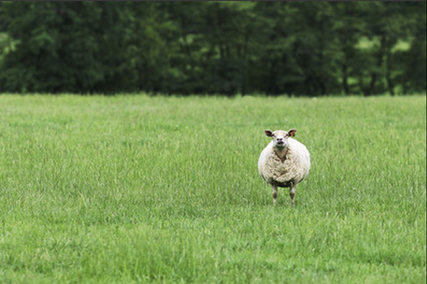 羊和草原