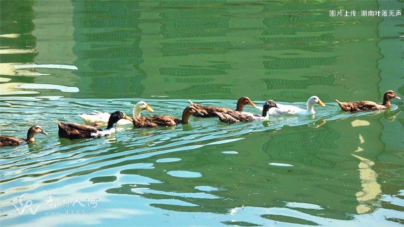 《资水河畔 群鸭戏水》高清自然风光