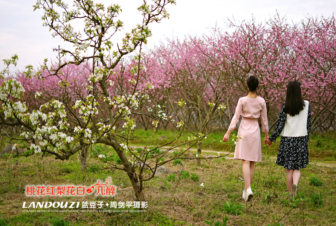 武冈最美桃花园--终于被发现了