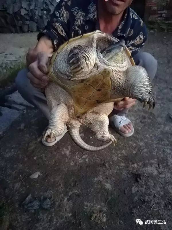 武冈文坪一老人在河边洗衣服，竟遇到一只“巨型乌龟”！