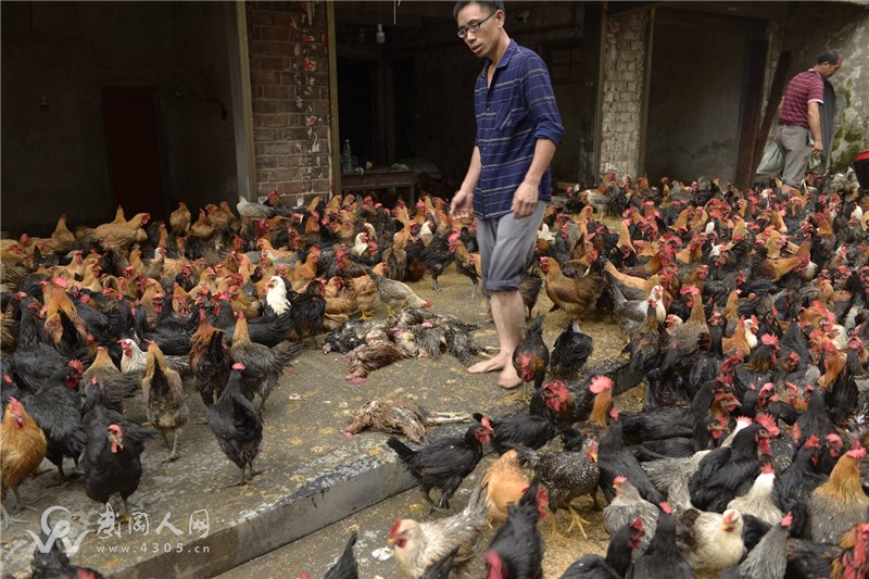 糖厂沿河路卖鸡的肖老板淹死许多鸡。