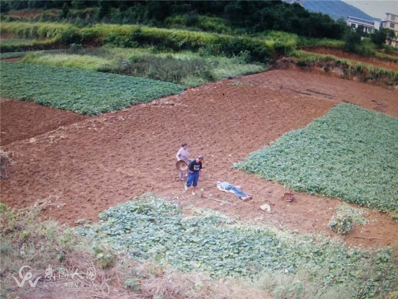 武冈一老农户外挖红薯，当场被雷劈死！