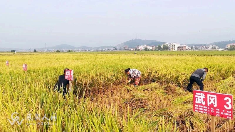 武冈这户稻田，在袁隆平指导下，亩产达1400多斤！