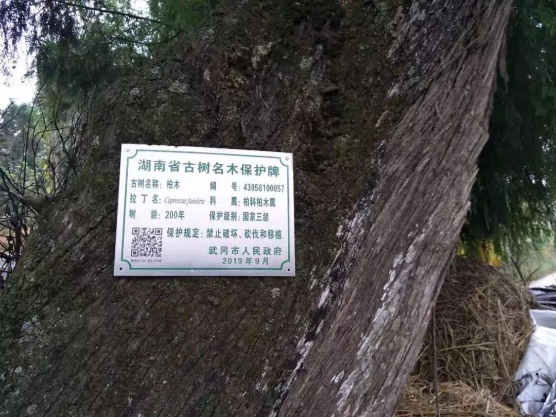 武冈市马坪乡: 为4棵古树名木颁发身份证