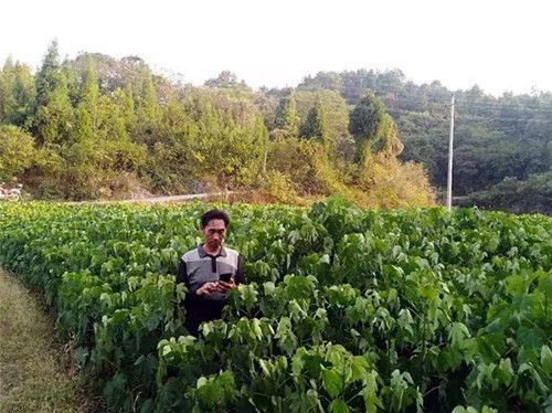 厉害了！武冈这个村的农民种植油桐，年收入都超过5万！