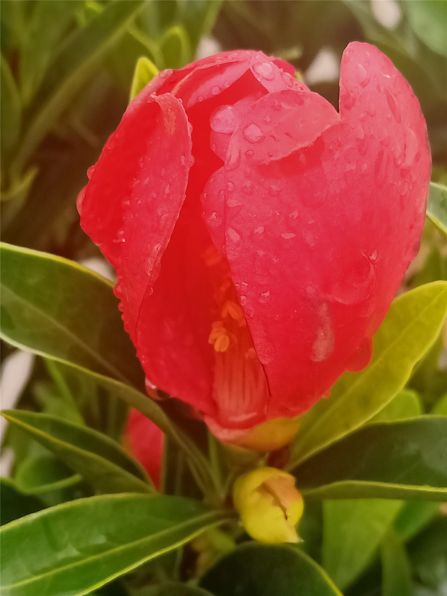 在一场春雨里等一场花开