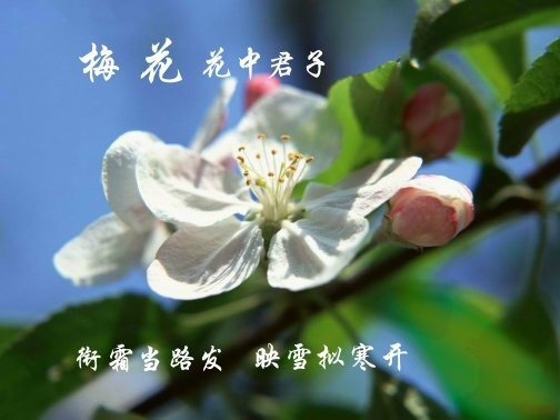 十大名花竞芳华