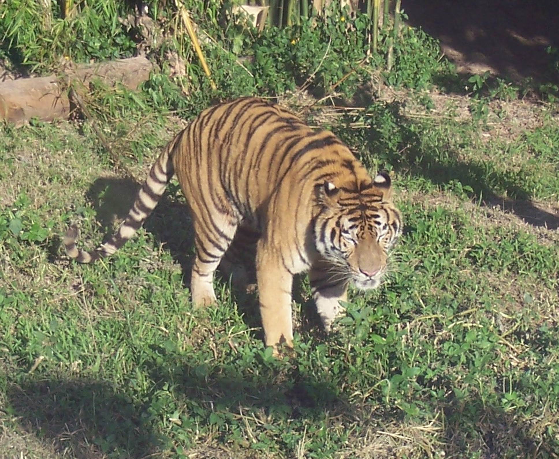 续：老虎最多的动物园---美女一定要去