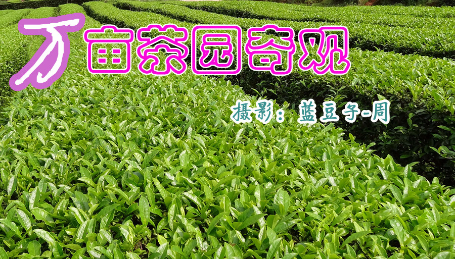 正大万亩茶园--中国第一生态观景茶园