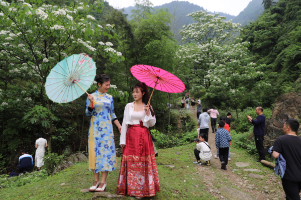 “桐”你一起 漫游“花”海 ——武冈举办首届“桐子花开家乡美”村歌大赛