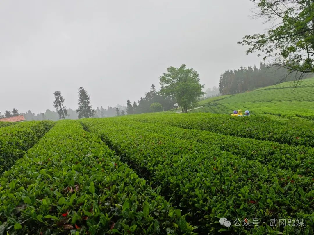 大茶场 