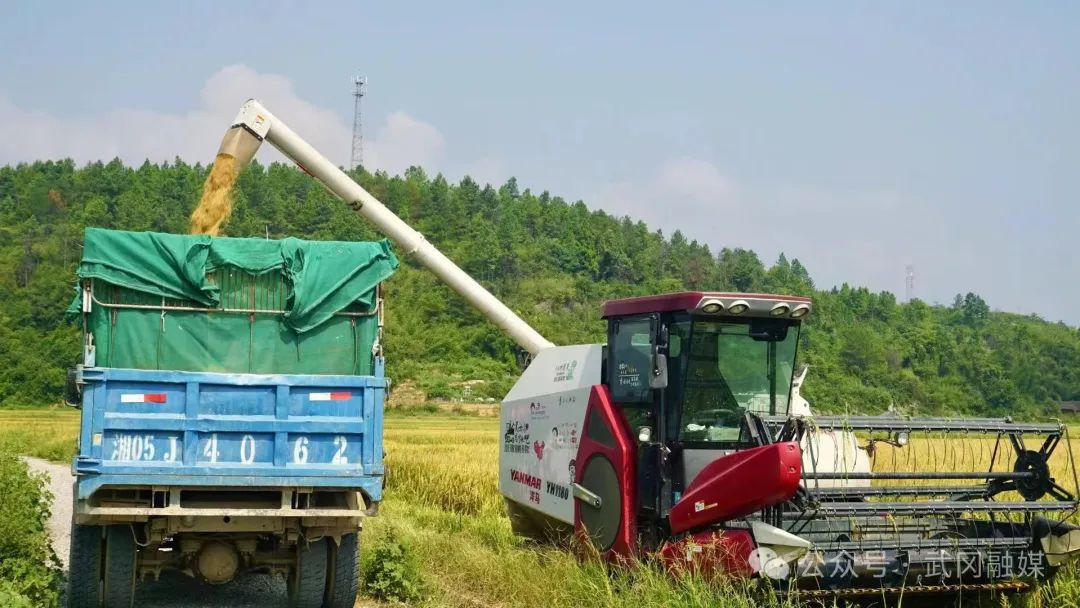 武冈市30万亩中稻喜获丰收