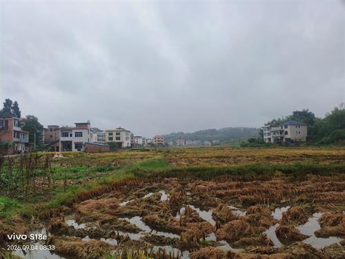 关于收割晚稻