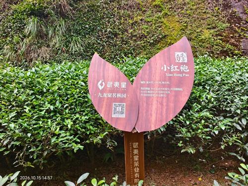 小红袍茶